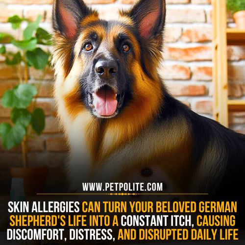 A German Shepherd dog showing signs of skin allergies.