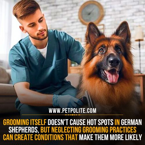 A person carefully grooming his German Shepherd dog in his house.