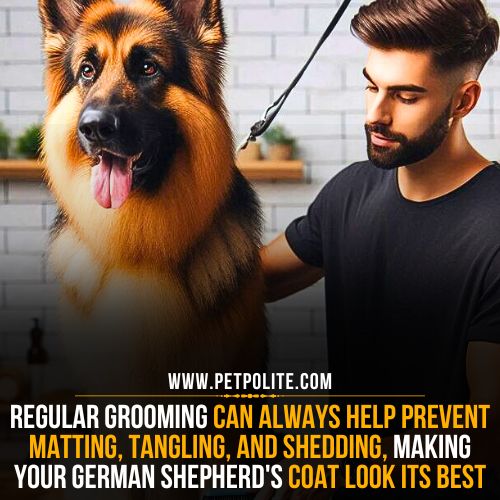 A man gently brushing his German Shepherd's coat in a home grooming session.