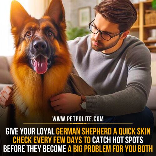 A person inspecting carefully his German Shepherd dog during a grooming session.