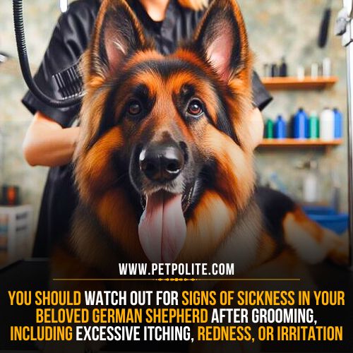 A professional pet groomer meticulously grooming a German Shepherd dog.