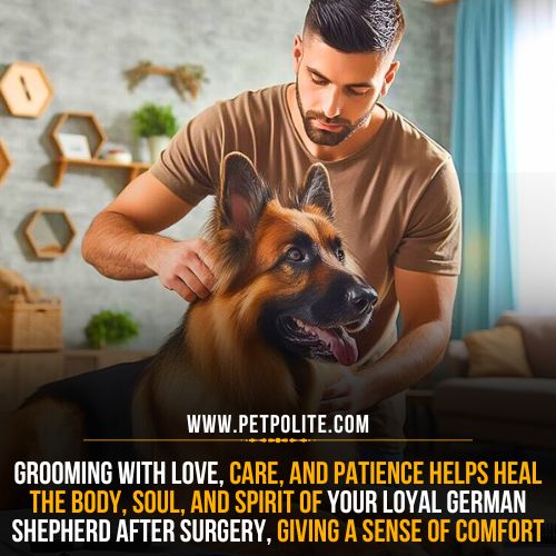 A pet groomer gently grooming a German Shepherd dog in his pet salon.