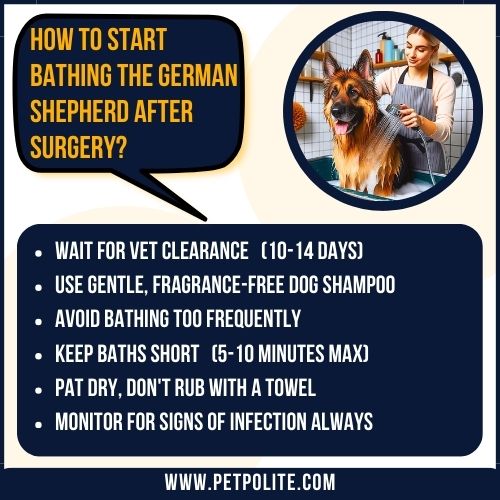 An illustration explaining how to start bathing the German Shepherd dogs after surgery.