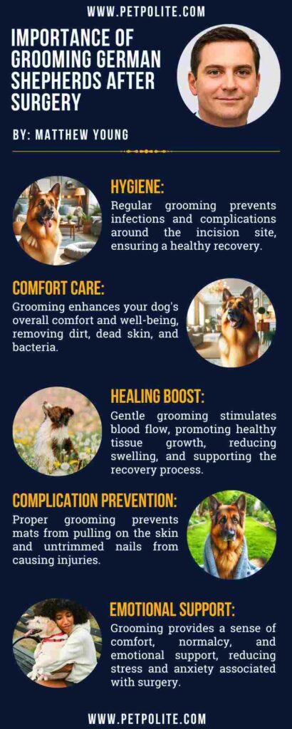An infographic showing the importance of German Shepherd grooming after surgery