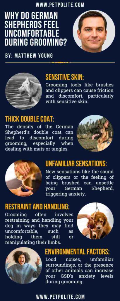An infographic showing why do German Shepherds feel uncomfortable during grooming.