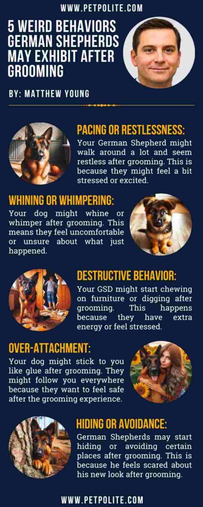 An infographic showing German Shepherd dogs 5 common weird behaviors.
