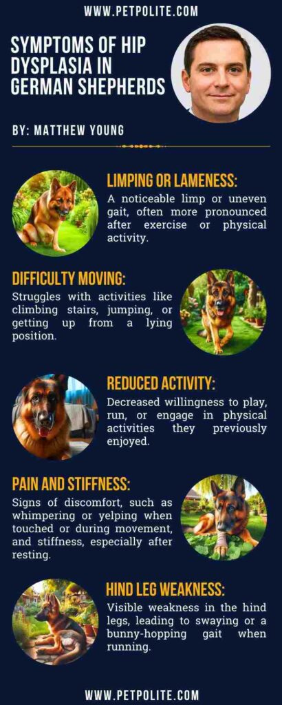 An infographic showing symptoms of hip dysplasia in German Shepherd dogs.