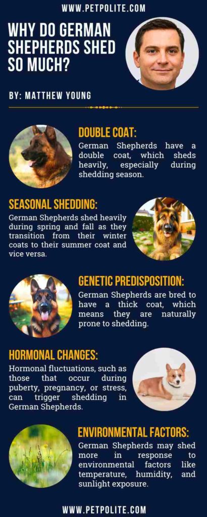 An infographic showing why do German Shepherds shed so much.