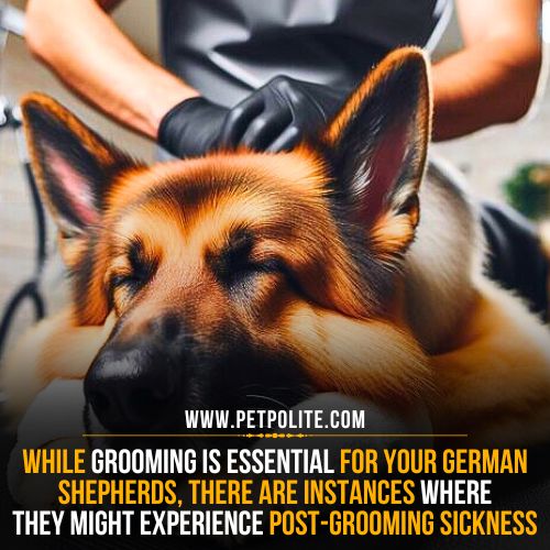 Can German Shepherd dogs get sick after grooming?