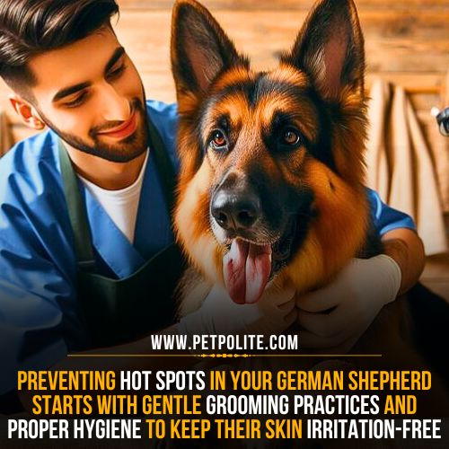 Can grooming cause hot spots on German Shepherd dogs