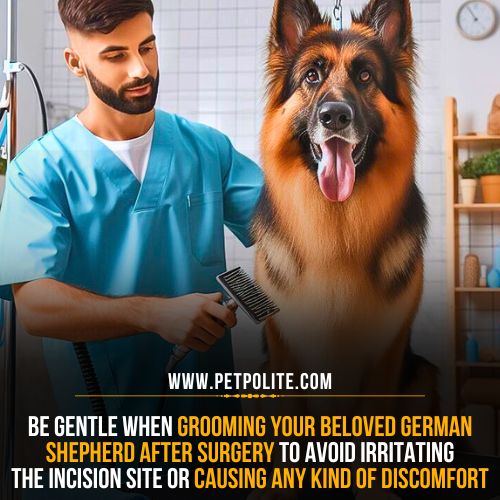 Can I groom my German Shepherd after surgery?