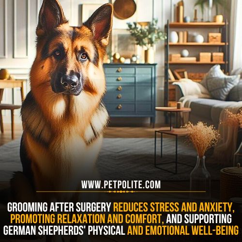 Can I groom my German Shepherd dog after Surgery?