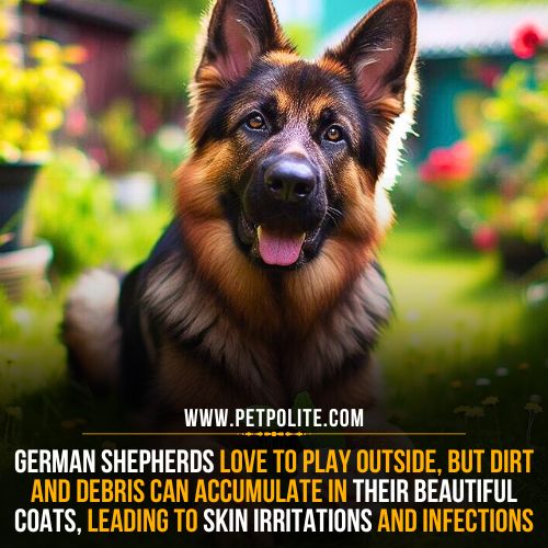 German Shepherd dog grooming challenges
