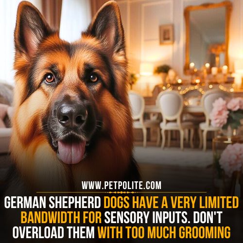 A German Shepherd dog looking anxious after grooming.