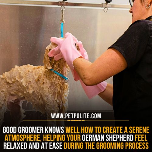 German Shepherd grooming environment