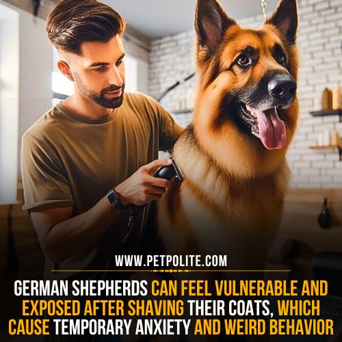 A person grooming a German Shepherd dog.