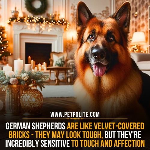 Why do German Shepherds act weird after grooming?