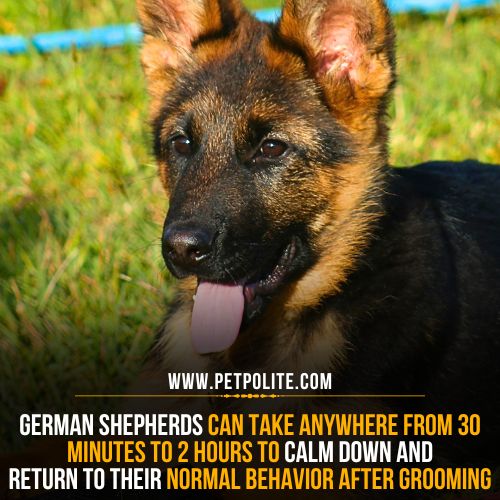 How long do German Shepherds act weird after grooming?