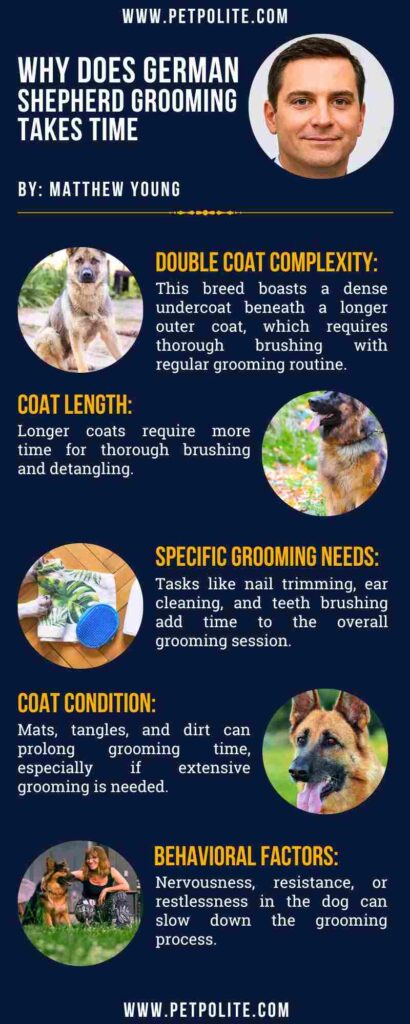 An infographic showing why does it take so long to groom a german shepherd dog.