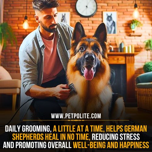 How often to groom a German Shepherd dog after surgery?