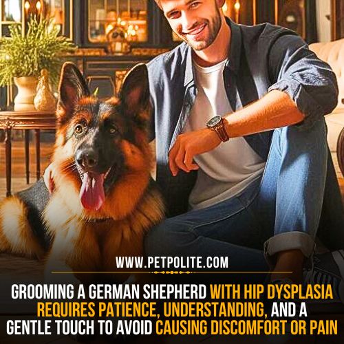 How to groom a German Shepherd dog with hip dysplasia?