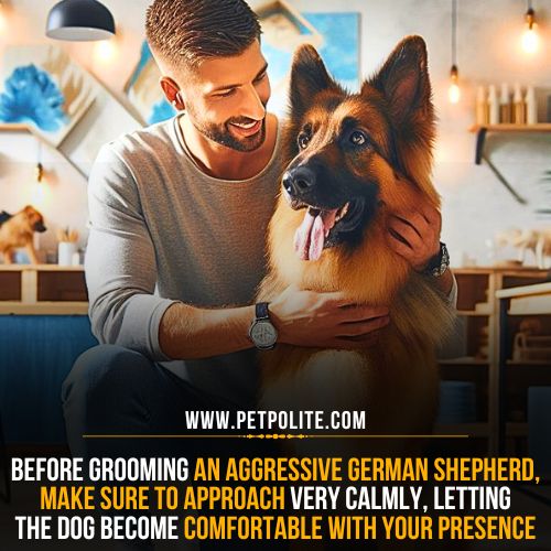 How to groom an aggressive German Shepherd dog?