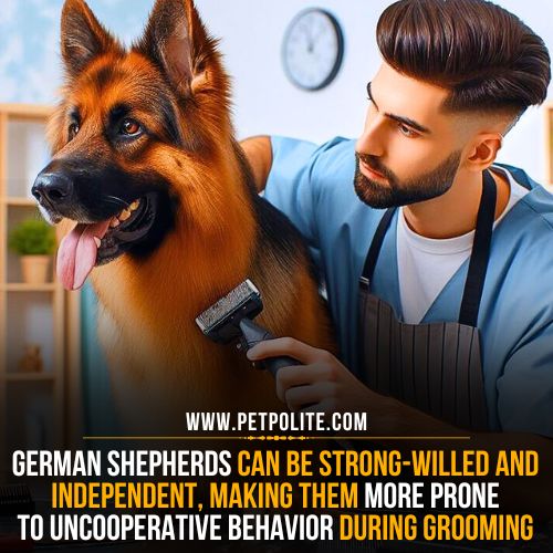 What are German Shepherd dog grooming challenges?