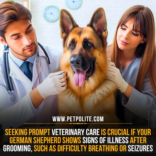 What to Do If Your German Shepherd Gets Sick After Grooming?