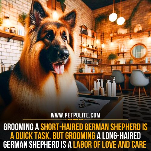 A long-haired German Shepherd dog sitting in a pet salon during a grooming session.