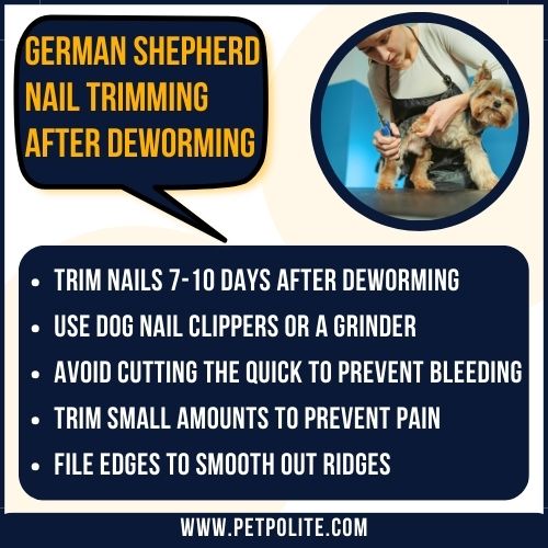 An infographic explaining German Shepherd nail-trimming process after deworming.