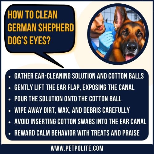 An illustration explaining how to clean German Shepherd dog's ears.