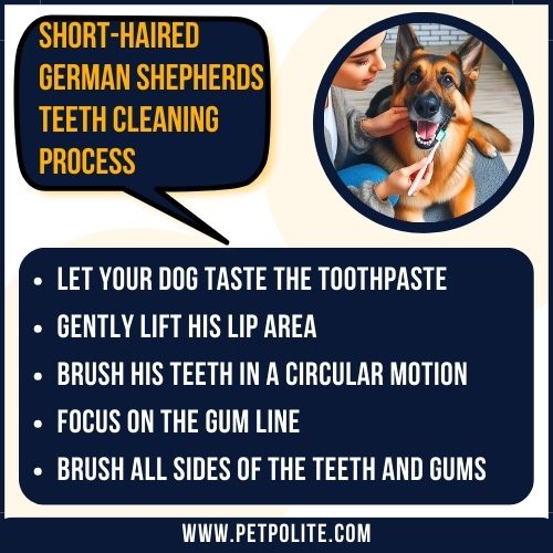 An illustration explaining short-haired German Shepherd dog teeth cleaning process.