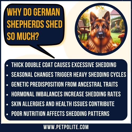 An illustration explaining why do German Shepherds shed so much.