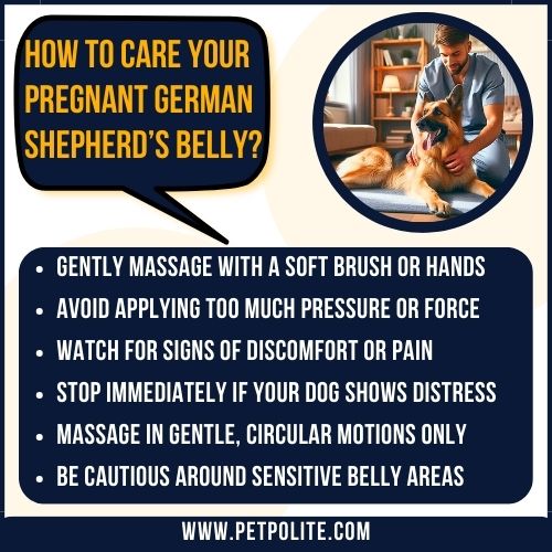 An illustration showing how to care pregnant German Shepherd's belly.