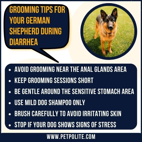 An illustration showing the German Shepherd grooming tips during diarrhea.