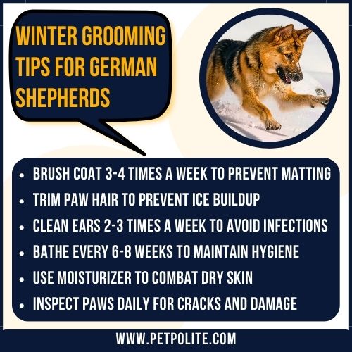 An illustration showing winter grooming tips for German Shepherd dogs.