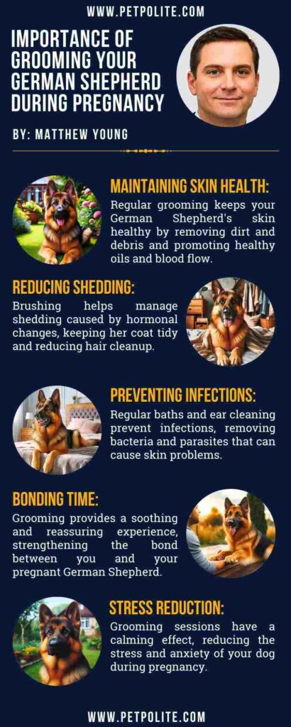 An infographic showing the importance of grooming your German Shepherd during pregnancy.