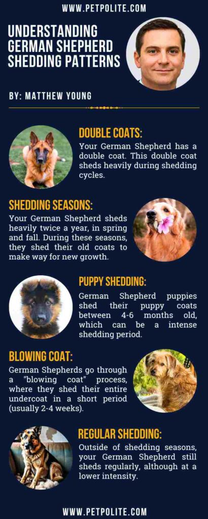 An infographic showing German Shepherd shedding patterns.