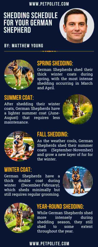 An infographic showing German Shepherd shedding schedule.