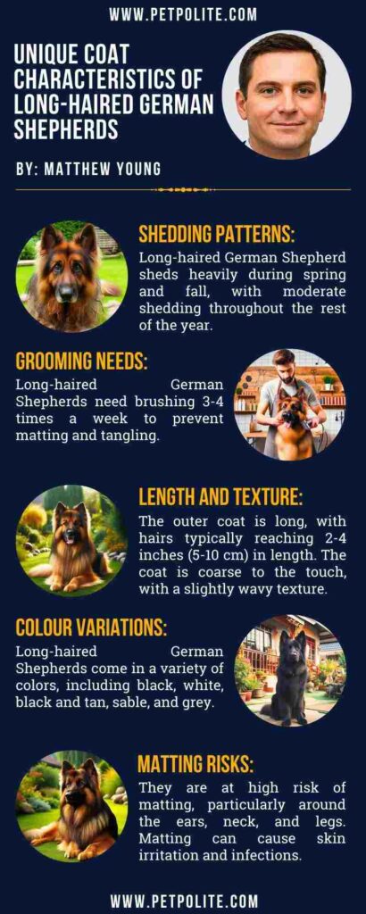 An infographic showing Long haired German Shepherd coat characteristics.