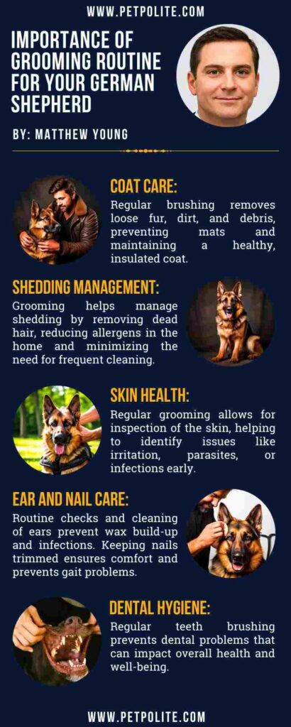 An infographic showing the importance of grooming routine for German Shepherds.