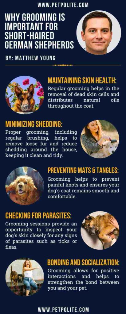 An infographic showing why grooming is important for short-haired German Shepherd dogs.
