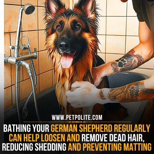 Are baths good for shedding German Shepherd?