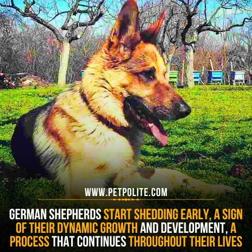 At what age do German Shepherds start shedding?