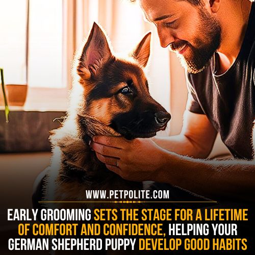 Benefits of grooming the German Shepherd puppy early in his life.