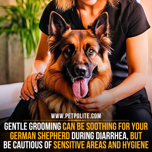 Can I groom my German Shepherd during diarrhea?