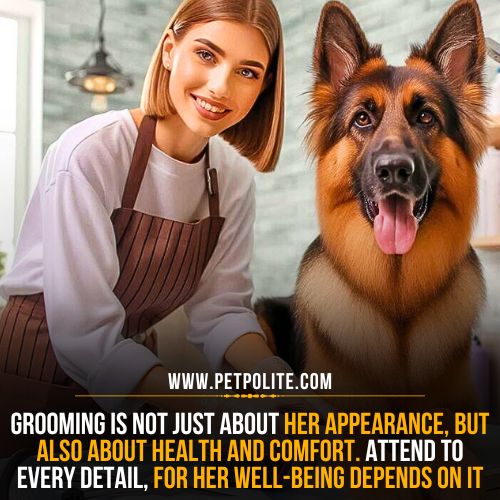 Can you groom your pregnant German Shepherd?