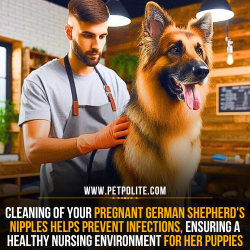 Cleaning the pregnant German Shepherd dog's nipples.