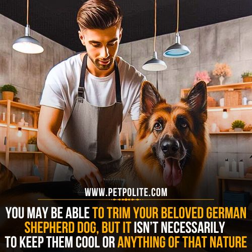 Do short-haired German Shepherds need haircuts?