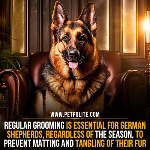 German Shepherd dog grooming routine.